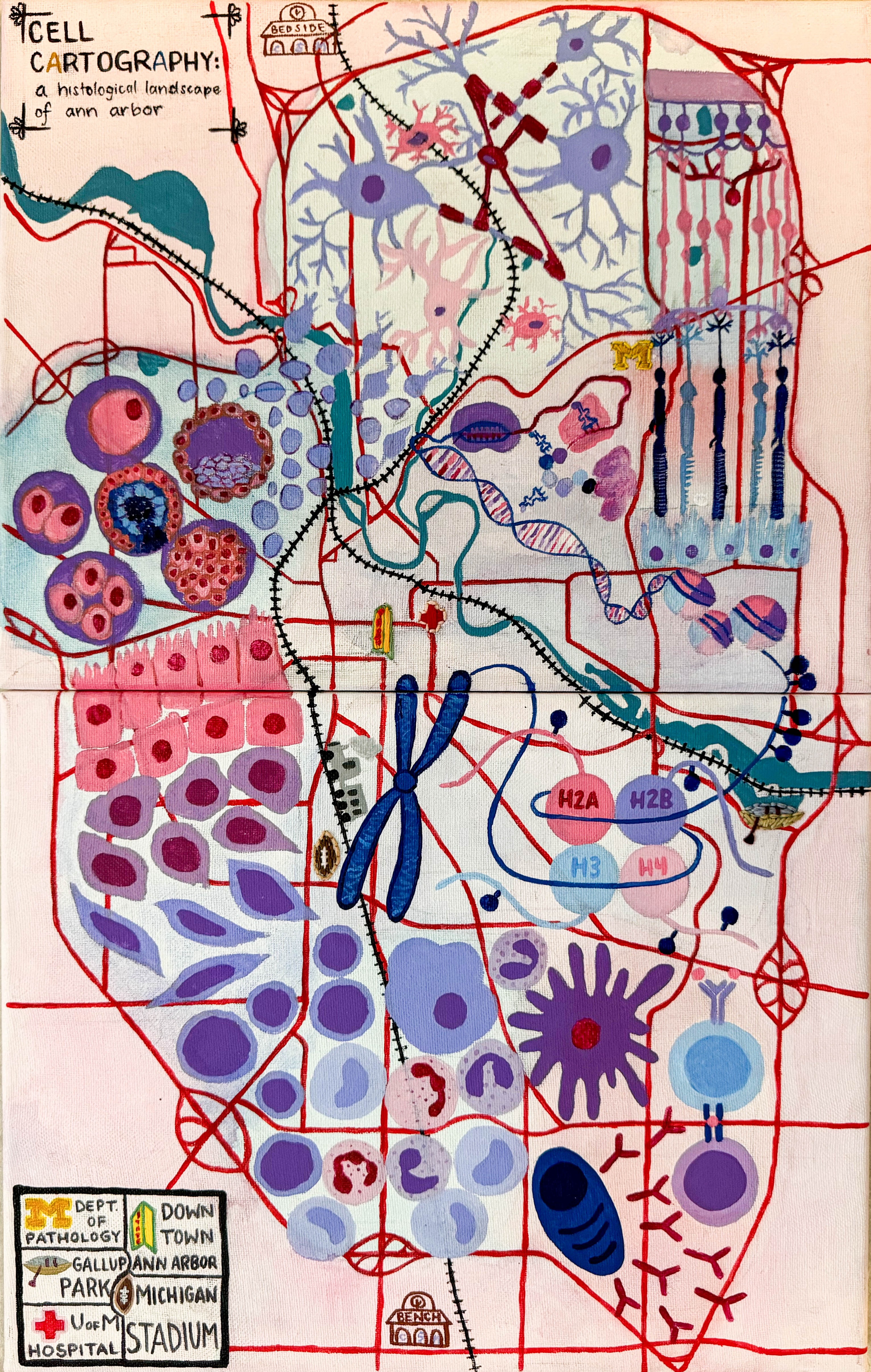 Cell Cartography - A Histological Landscape of Ann Arbor